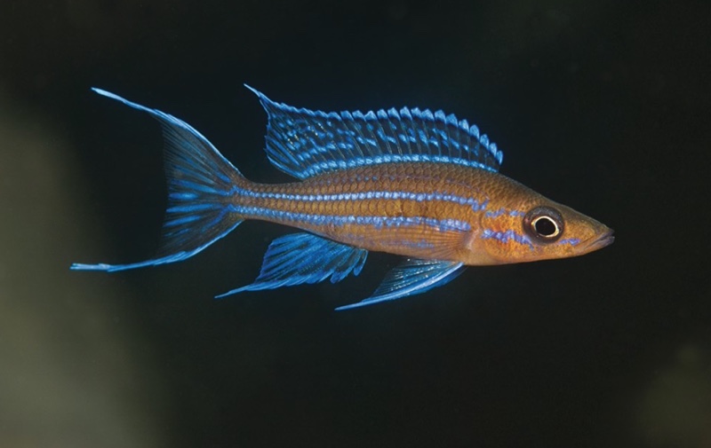 Paracyprichromis nigripinnis 'Kambwimba'